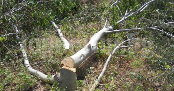 Неизвестни унищожиха над 20 орехови дръвчета в близко село  / Новини от Казанлък