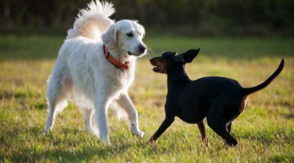 Правят нови две градинки за кучета в Казанлък / Новини от Казанлък