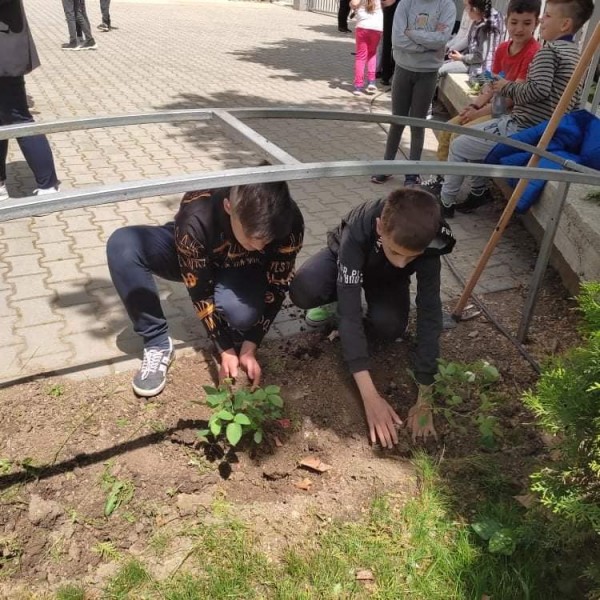 Седмокласници засадиха рози Дамасцена в двора на училището си / Новини от Казанлък