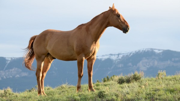 Жена откри кобилата си мъртва и разчленена в Ръжена / Новини от Казанлък