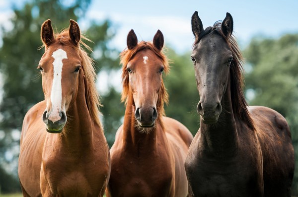 Откриха 3 коня в Турия убити и с отстранени крайници / Новини от Казанлък
