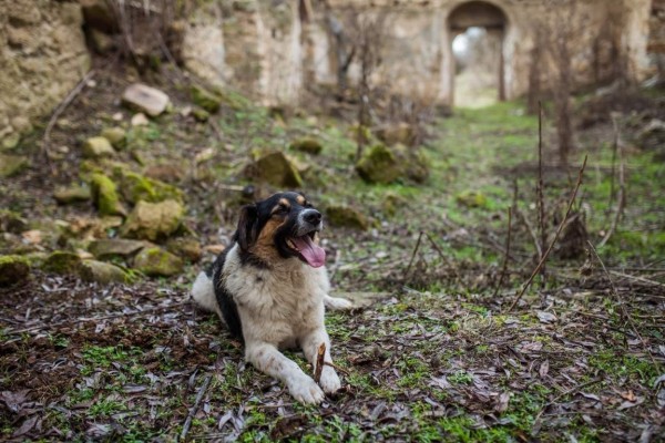 Търсят осиновители на простреляното преди дни куче в Павел баня / Новини от Казанлък