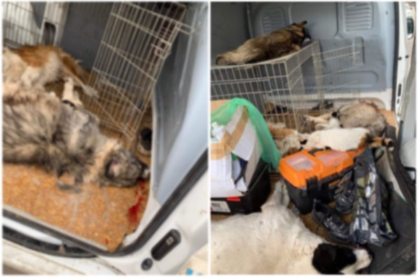 Тровенето на бездомни животни в Павелбанско продължава. Откриха мъртви 4 кучета и 2 котки / Новини от Казанлък