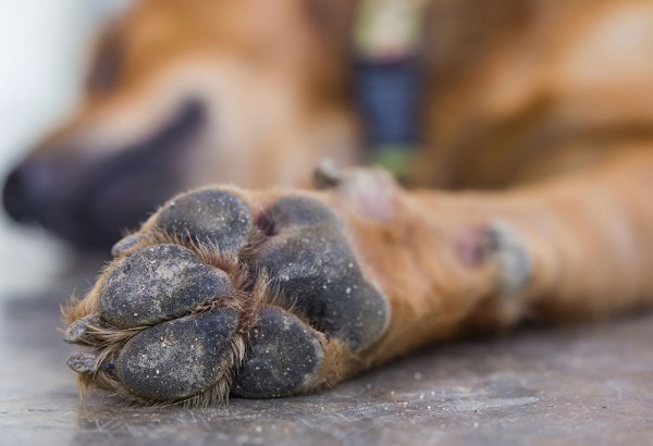Откриха труп на домашно куче в Паничерево / Новини от Казанлък