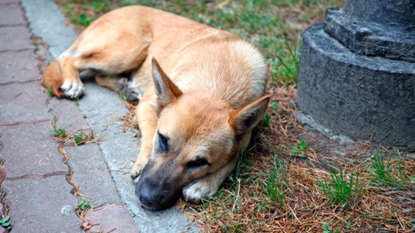 Кастрация на кучета от цялата община от понеделник / Новини от Казанлък