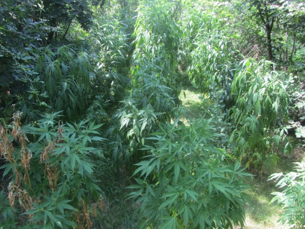 Полицията откри 60 растения коноп край Казанлък. Двама са задържани / Новини от Казанлък
