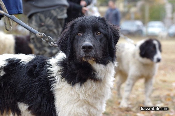 Киноложка изложба събира в събота най-красивите каракачански кучета  / Новини от Казанлък