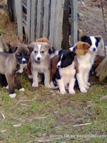 9 кученца от с.Средногорово си търсят приемни родители