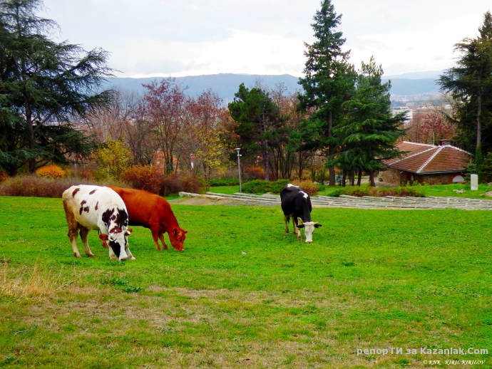 Три крави са кандидати за вписване в списъка на ЮНЕСКО за Световното културно и природно наследство!