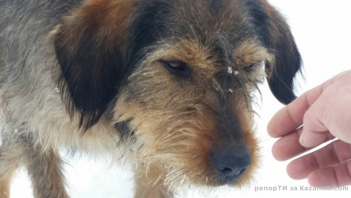 Намерено ловно куче на пистите на Бузлуджа