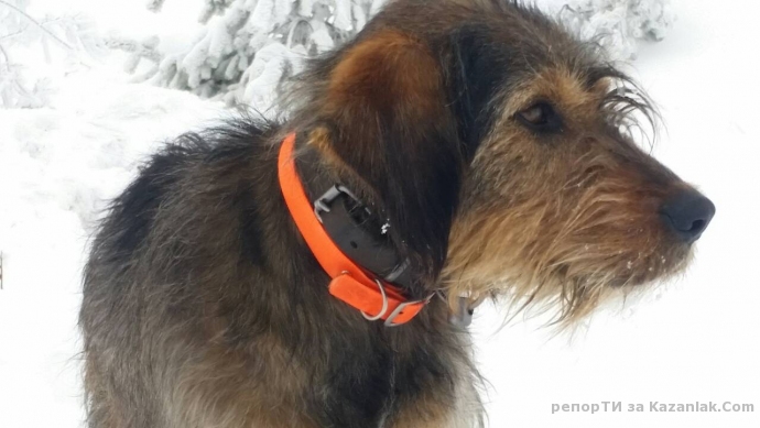 Намерено ловно куче на пистите на Бузлуджа