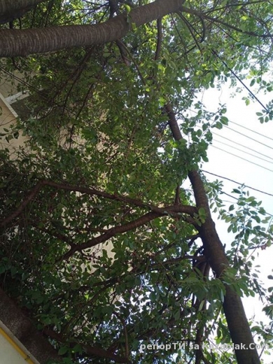 Паднало дърво върху  електрическите кабели на къща