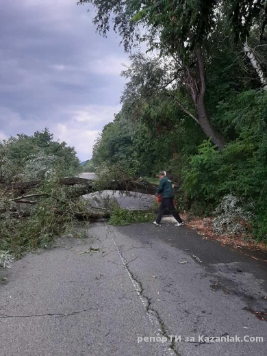 Снощи - дърво падна на пътя за Бузлуджа