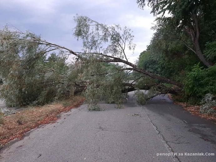 Снощи - дърво падна на пътя за Бузлуджа