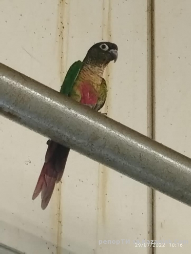Намерен папагал