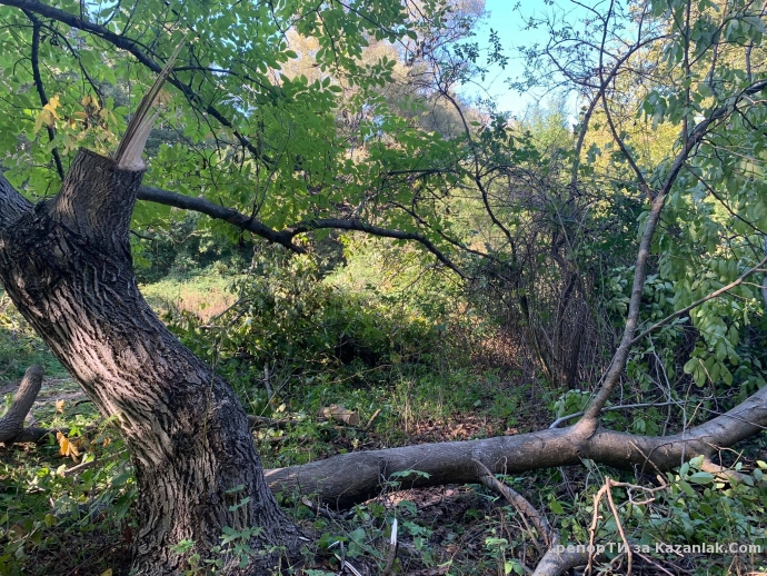 Сеч на орехови дървета край Енинската река