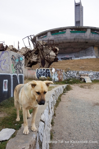 Изоставено куче на Бузлуджа търси дом!
