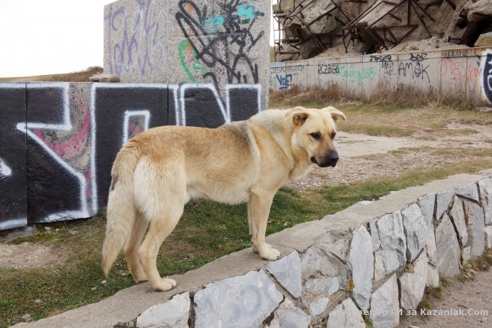 Изоставено куче на Бузлуджа търси дом!