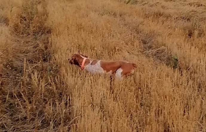 Изгубено женско ловно куче