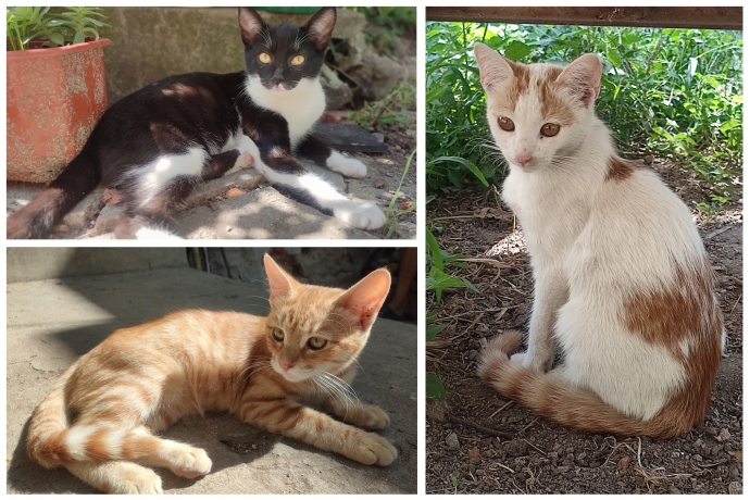 Три мъжки котачета търсят своя дом